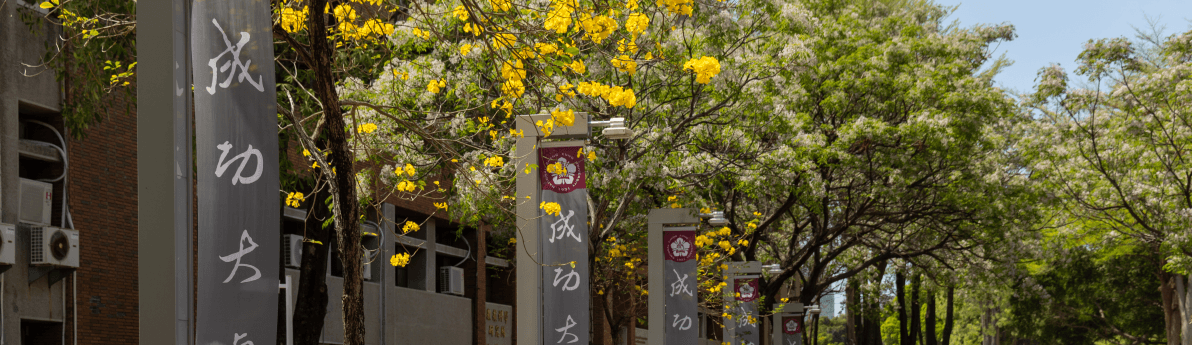 黃花風鈴木盛開的成功大學校園